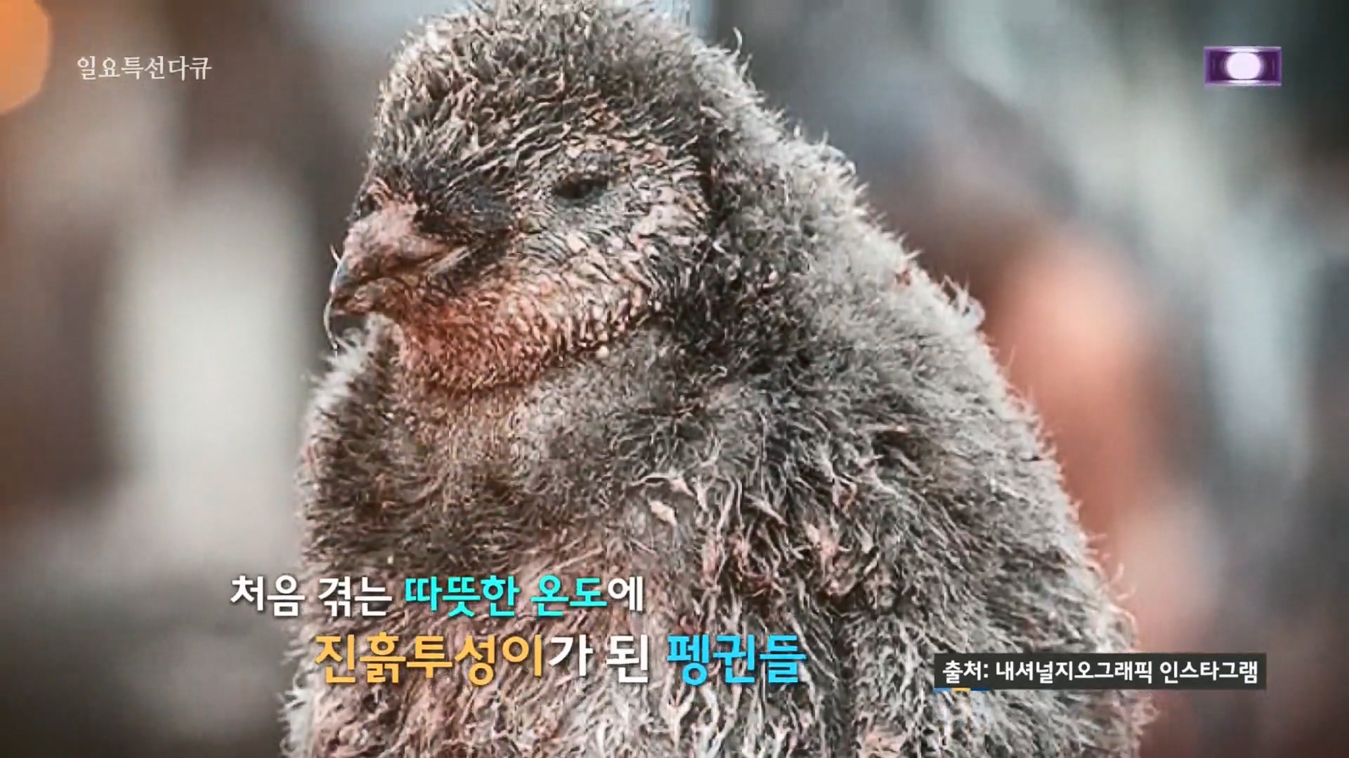 일요 특선 다큐멘터리.E320.230917p.H264-F1RST.mp4_20230925_200757.317.jpg