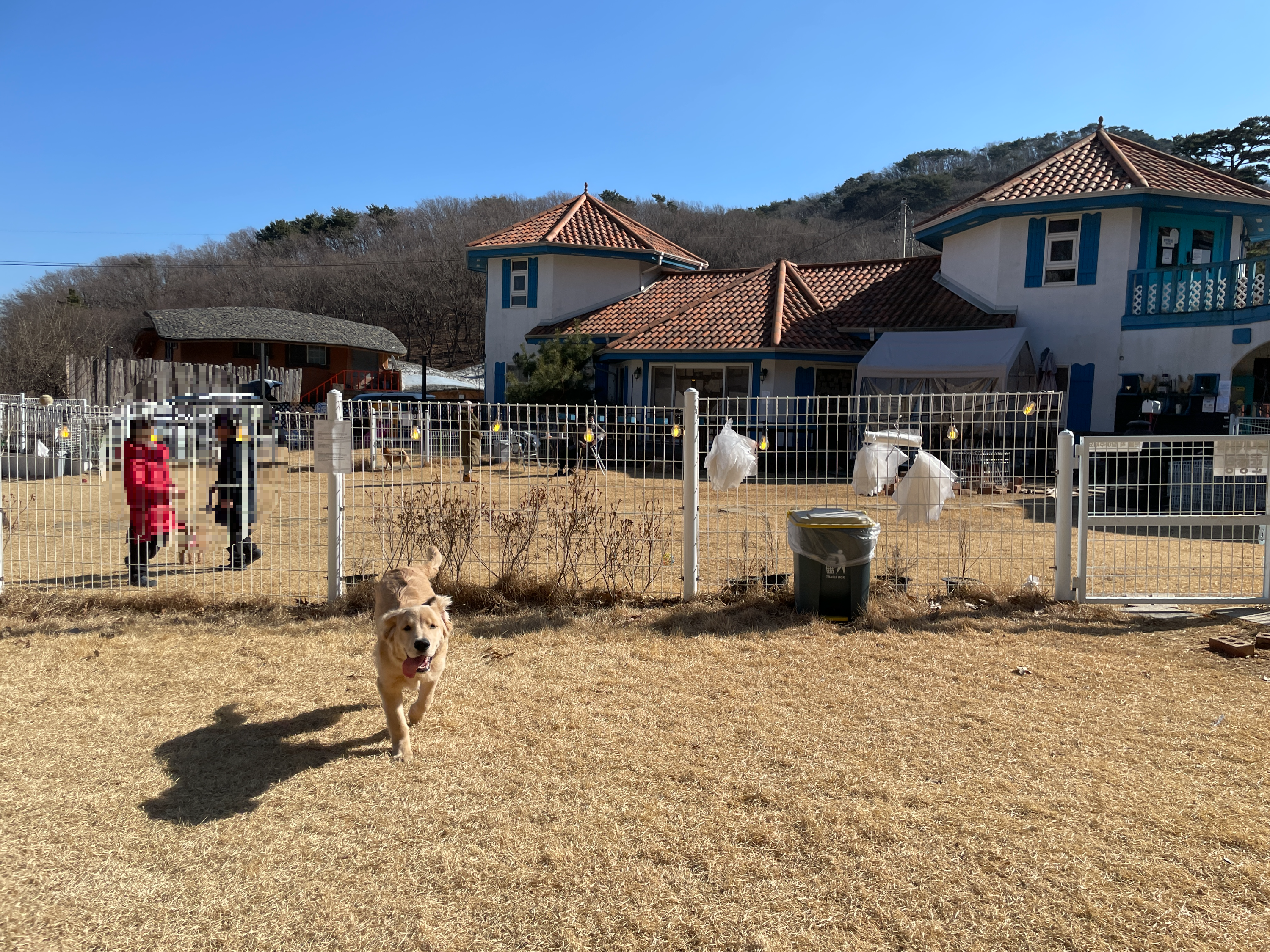 견생 6개월차 골댕, 견생 첫 천연 5