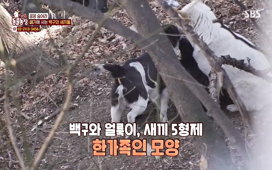 TV 동물농장.E1065.220418p-NEXT.mp4_20220417_181309.304.jpg