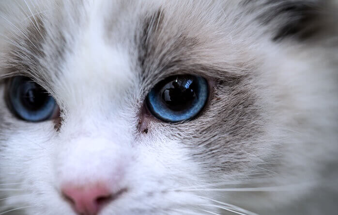 파란색의 눈을 가진 하얀색과 회색 털을 가진 반려묘