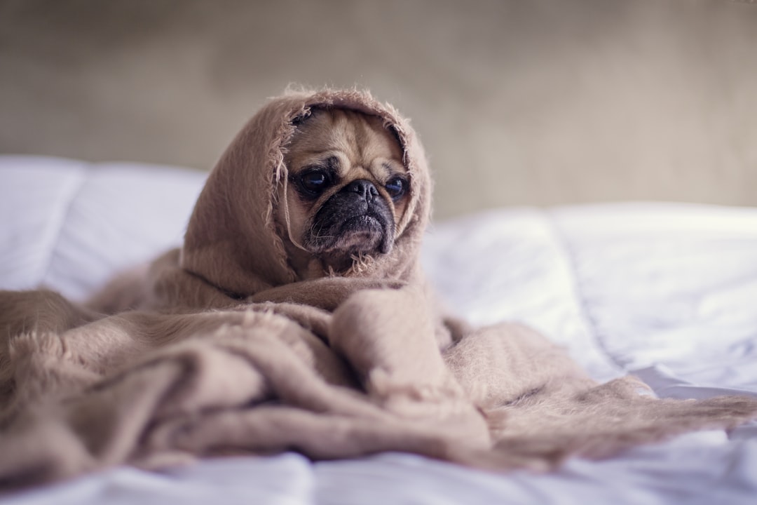 cozy