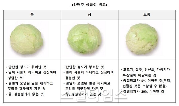 양배추 상품성 비교