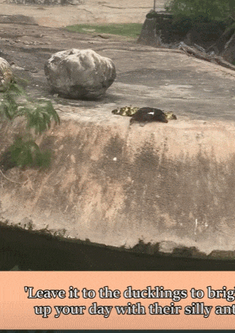  엄마 오리가 아이들 수영 가르치는 법 VIDEO: Mama Duck Teaching Ducklings How to Swim