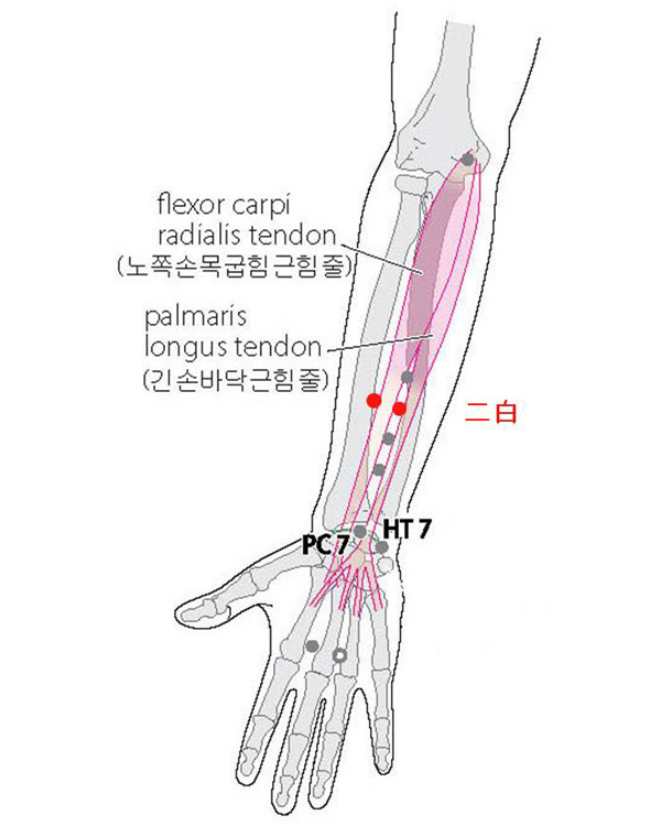 경외기혈(EX) > EX-UE2 이백 (二白) 1