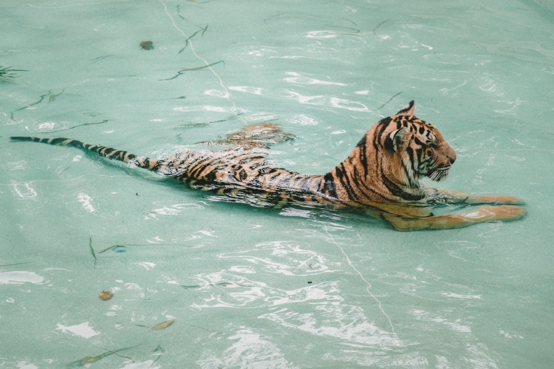 Tigers