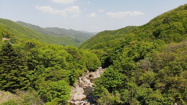 능이버섯효능