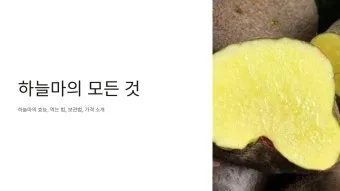 하늘마 가격 보관방법 요리법_36