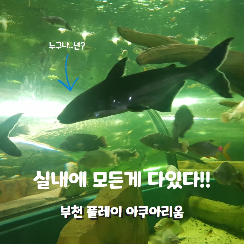  실내에 모든것이 다있다! 엄청큰 실내 동물원 부천 웅진 플레이아쿠아리움!