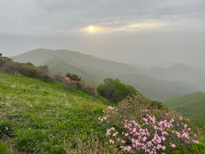 비로봉주변산철쭉