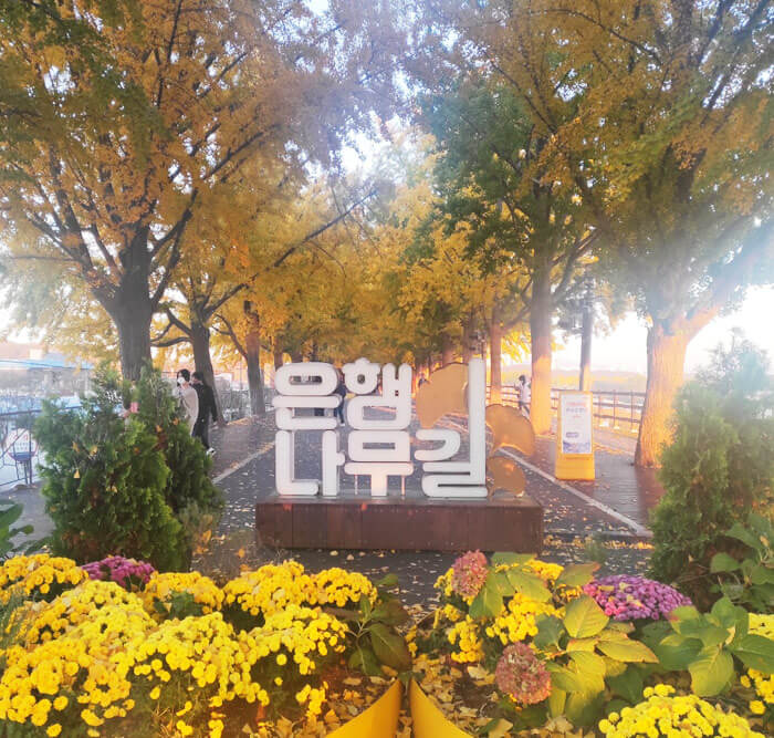  가을여행추천 - 아름다운거리 아산 은행나무길