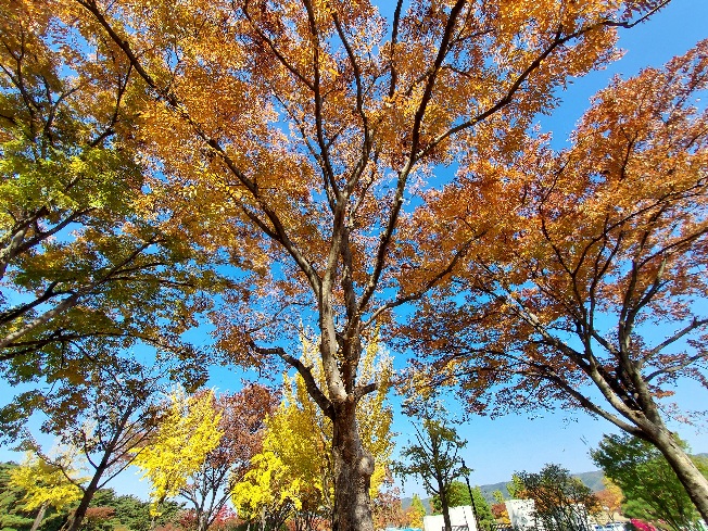 경주 통일전 단풍