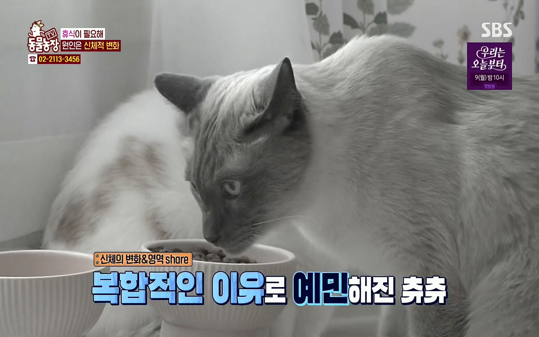 TV 동물농장.E1067.220501p.H264-F1RST.mp4_20220501_183136.805.jpg