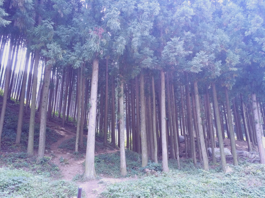 한국 명산 전남 장성 축령산 등산 mountain hiking