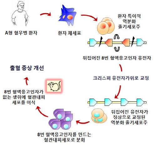 혈우병 증상