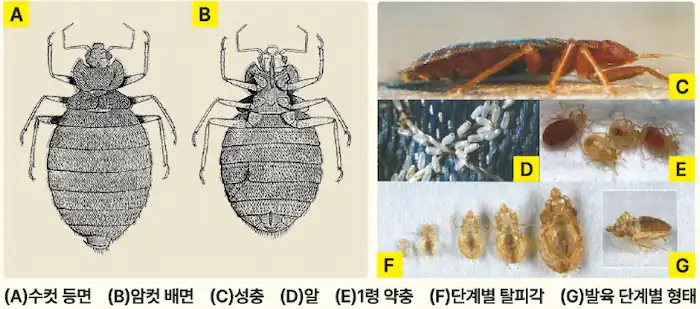 빈대의 생김새 이미지