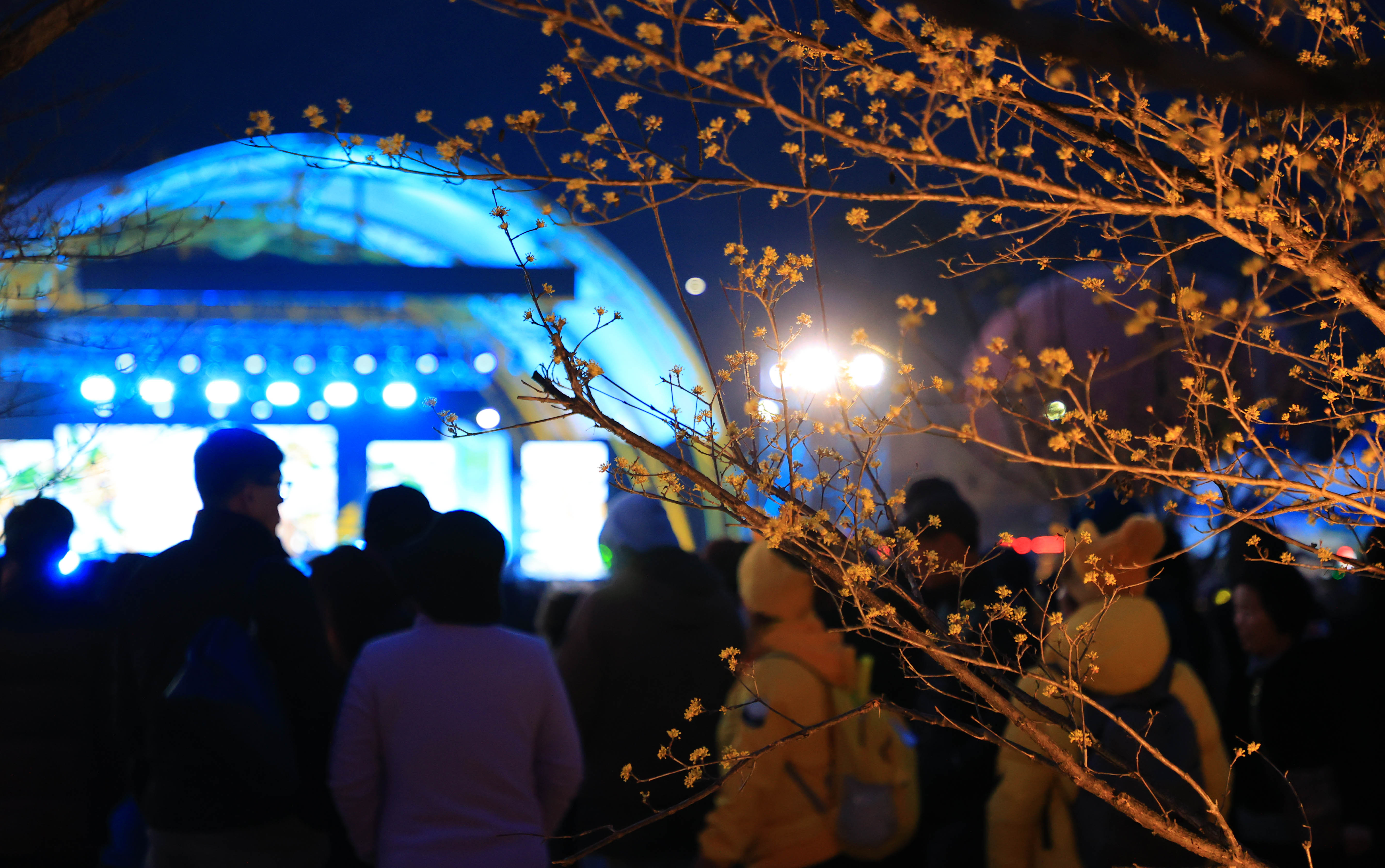 구례 산수유축제 주차장 및 교통편 총정리