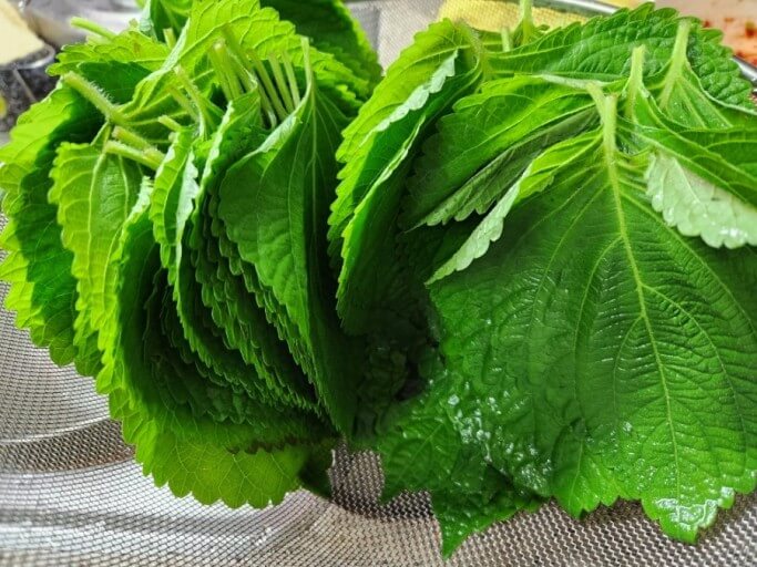 깻잎과 꽃상추