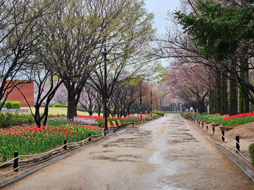 연지공원 벚꽃과 튤립전경