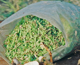 Hedysarum-alpinum-씨앗