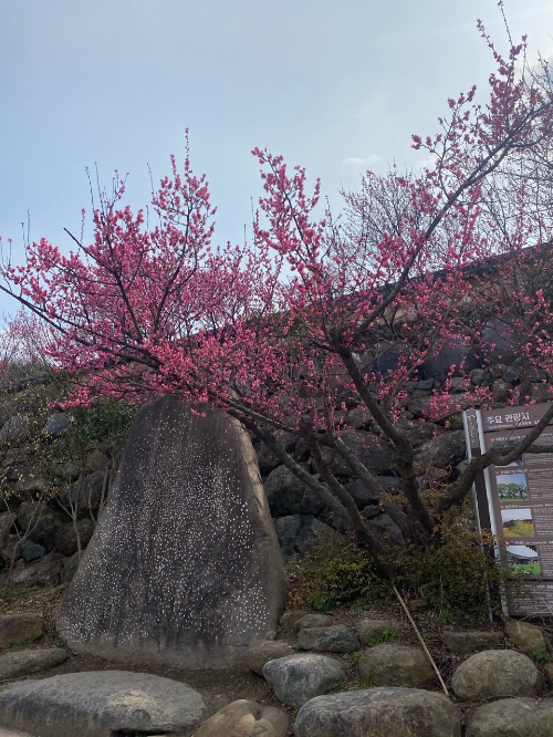 홍매화