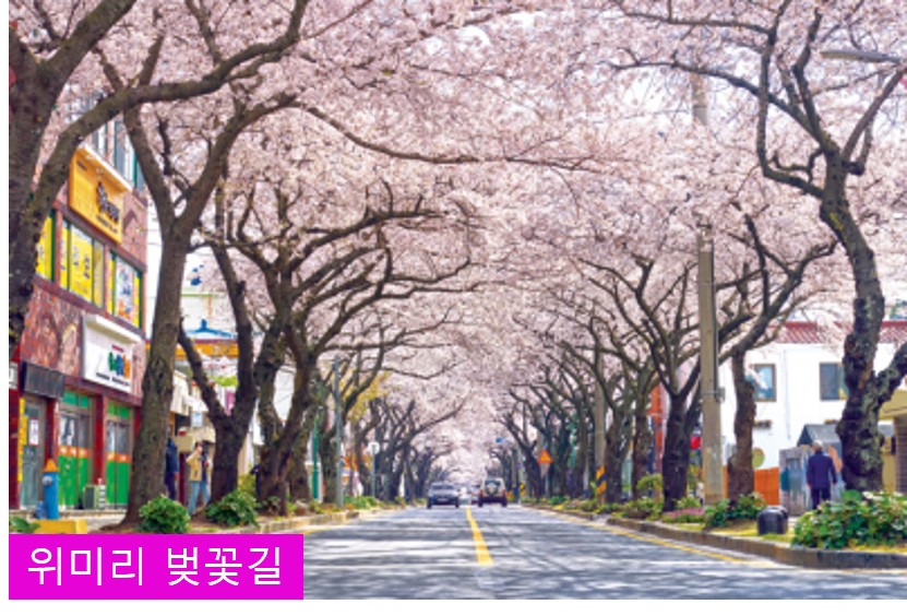  2024년 제주도 벚꽃 개화시기 , 제주 벚꽃 명소 추천!