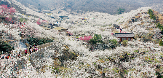 매화축제