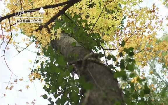 [4회] 자연의 철학자들 - KBS행복하냐고 묻는다면] 흙과 돌, 숲과의 눈맞춤 그리고 물속에서의 숨소리까지 오롯이 김창옥.ts_20220329_191154.743.jpg