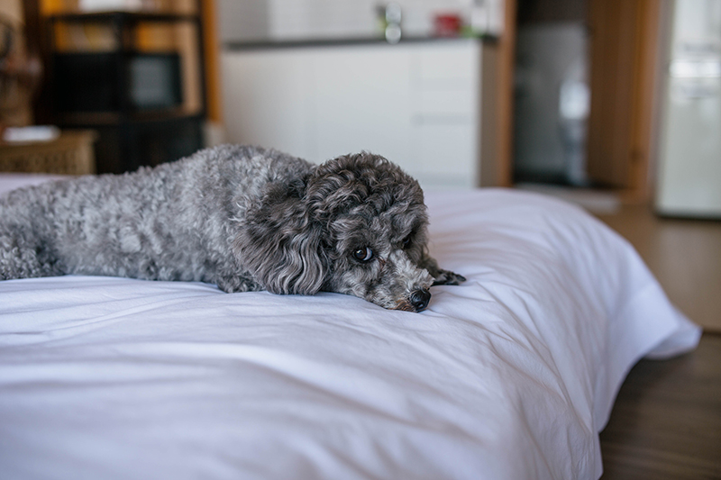 흰 커버가 덮인 침대 위에 회색 강아지가 엎드려 있다.