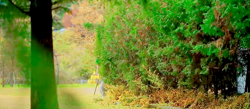 img.gif