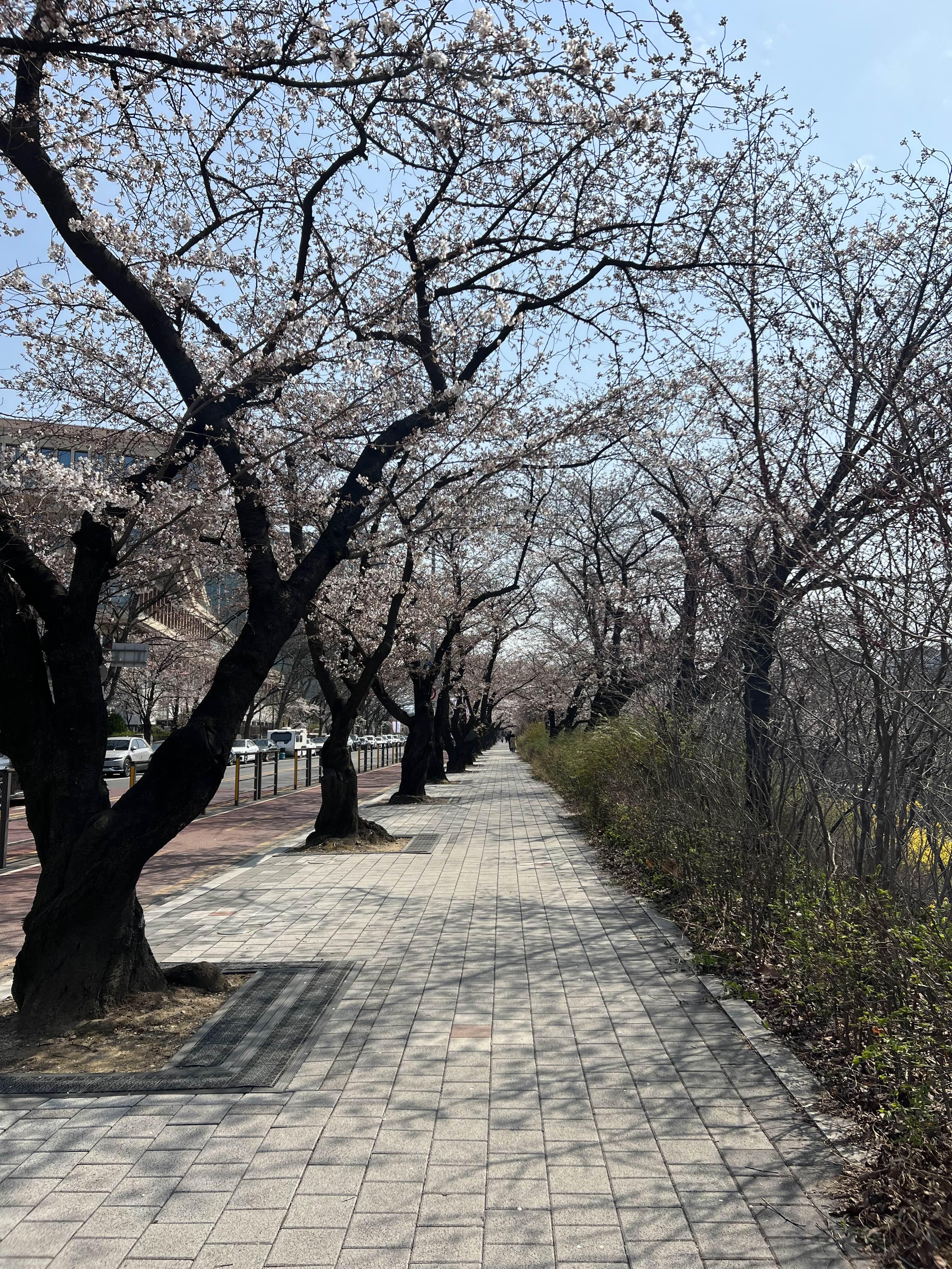 여의도 벚꽃의 윤중로 상황 / 2023.03.27 15