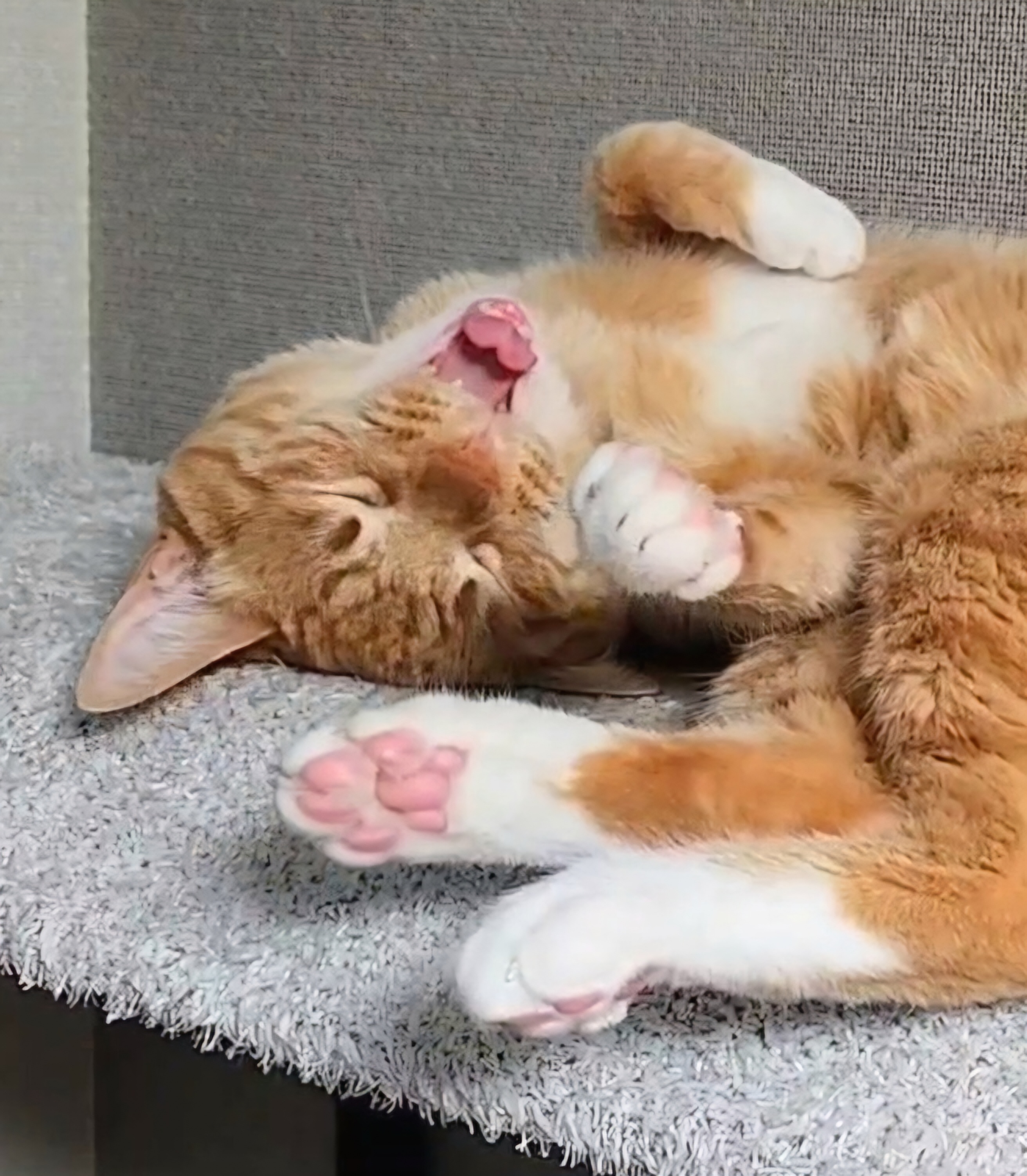 귀여운 핑크젤리 고양이