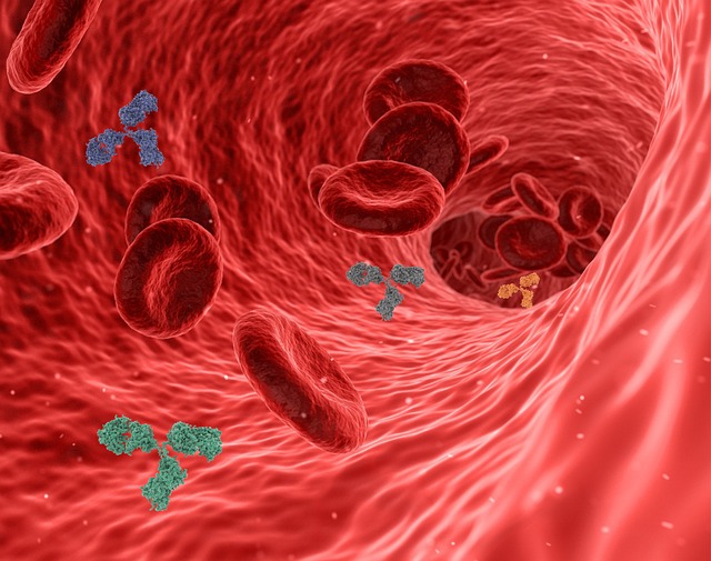 참치효능 혈관