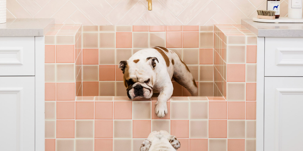 강아지 목욕 주기 6