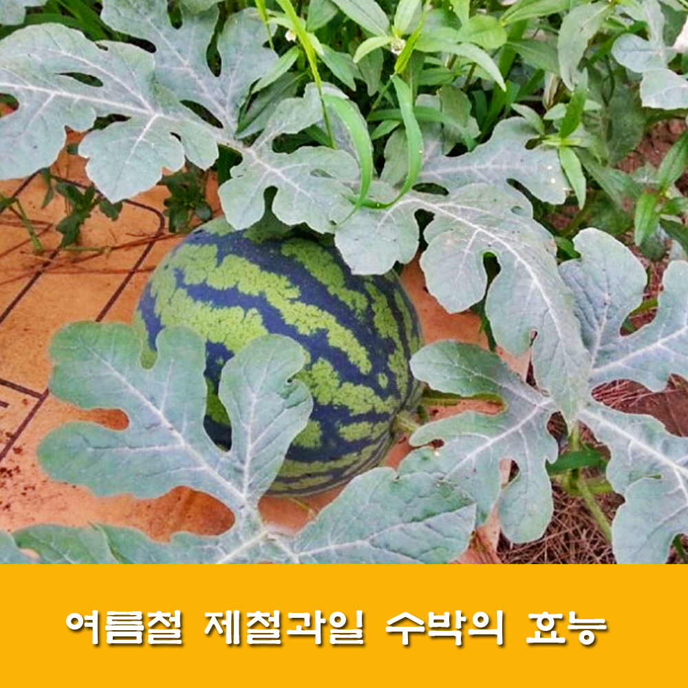  수박.수박 효능.참외 효능.여름철 과일