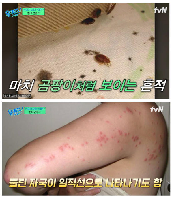 빈대의 특성과 빈대가 집에 있는지 알 수 있는 방법