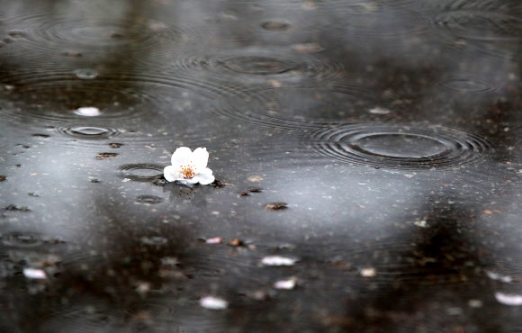  雨後竹筍