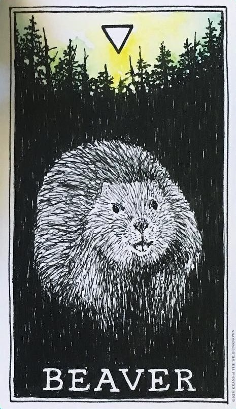 [오라클카드배우기/와일드언노운애니멀스피릿]The Wild Unknown Animal Spirit Beaver 비버 해석 및 의미