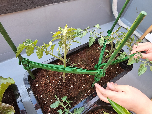 테라스 텃밭 집에서 방울토마토를 기르다 10