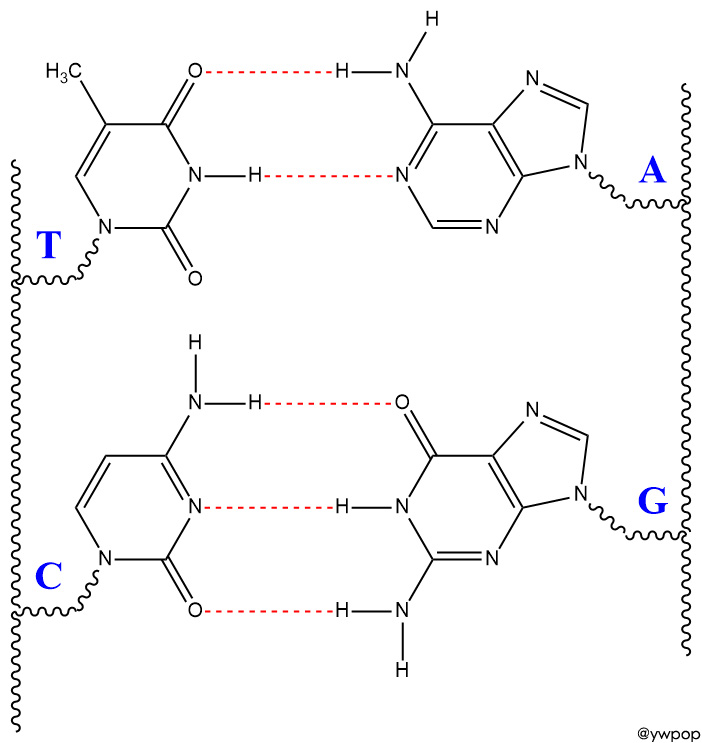 DNA hydrogen bonds. DNA 수소결합