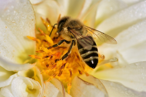 알트태그-꿀벌이 꽃에 앉아 꽃가루를 수집하고 있다