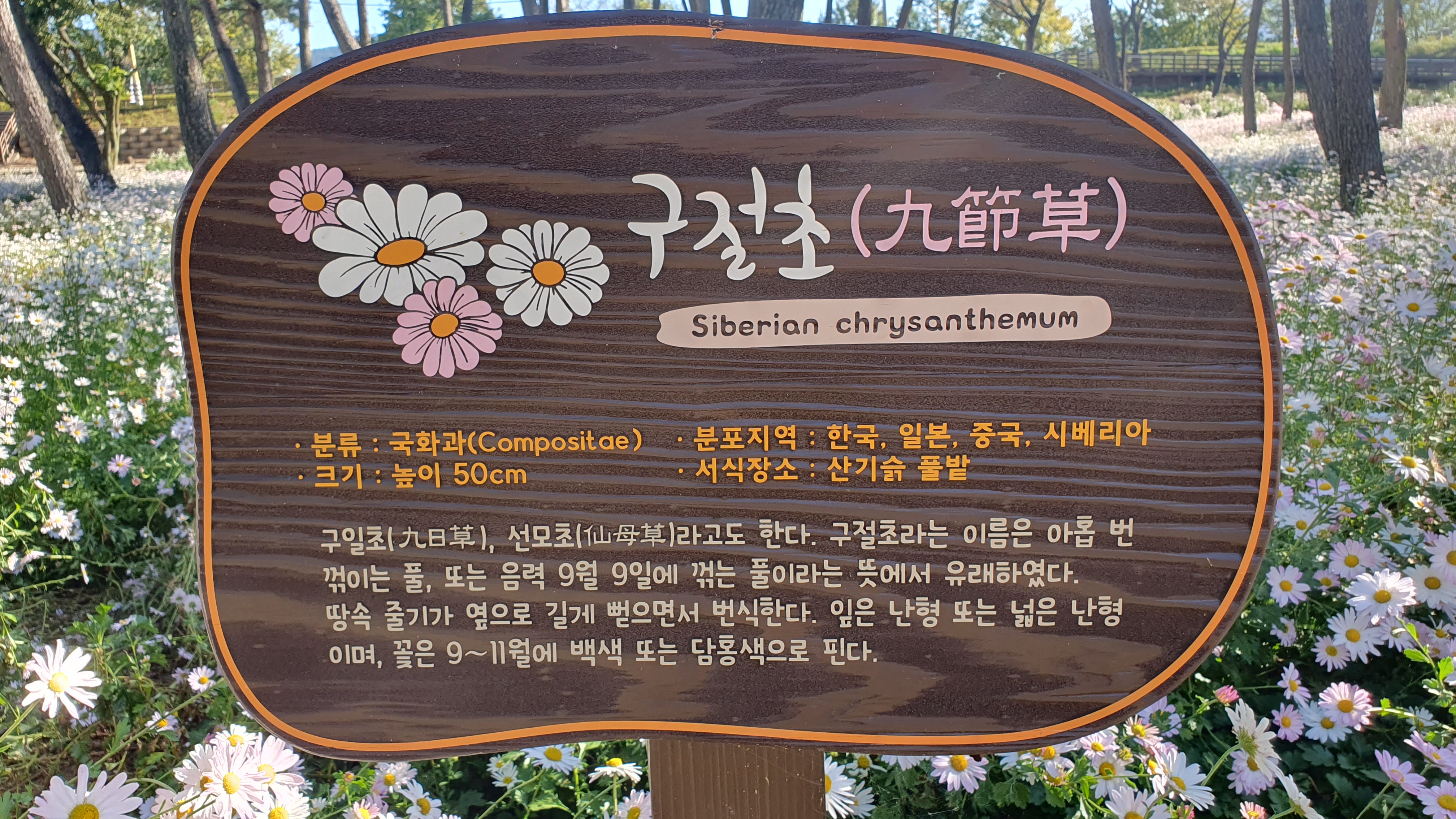 송림대중 이미지
