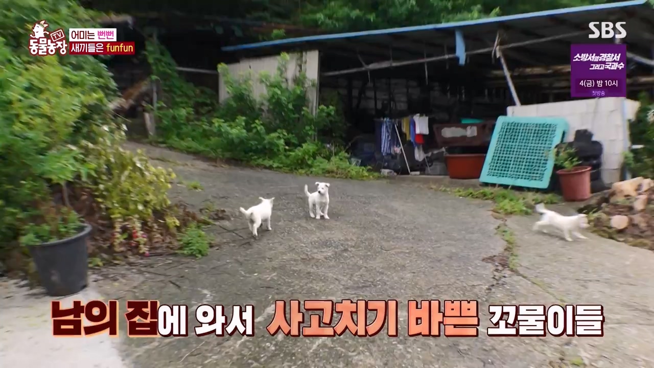 TV 동물농장.E1131.230731p-NEXT.mp4_20230730_190936.157.jpg