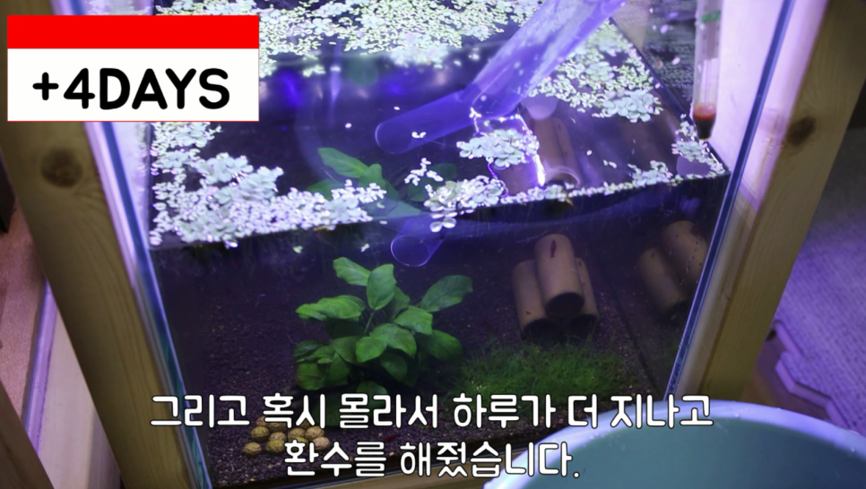 히드라 불청객 제거방법 11