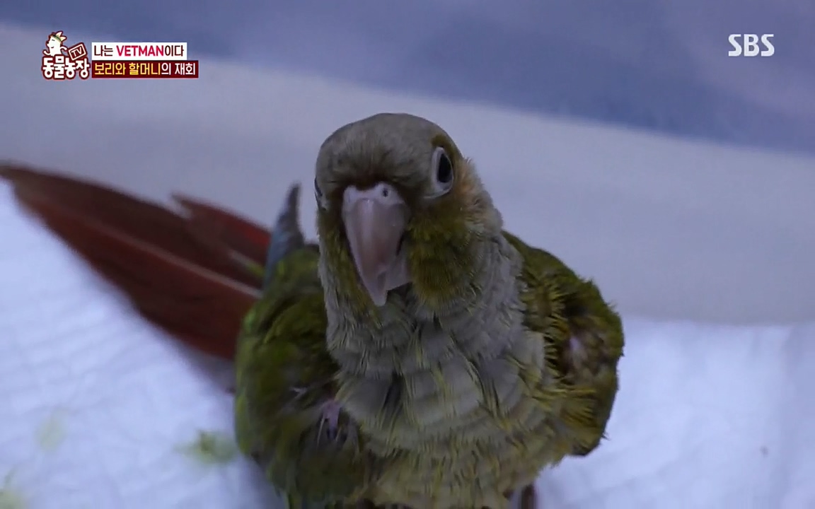 TV 동물농장.E1076.220704p.H264-F1RST.mp4_20220703_175604.540.jpg