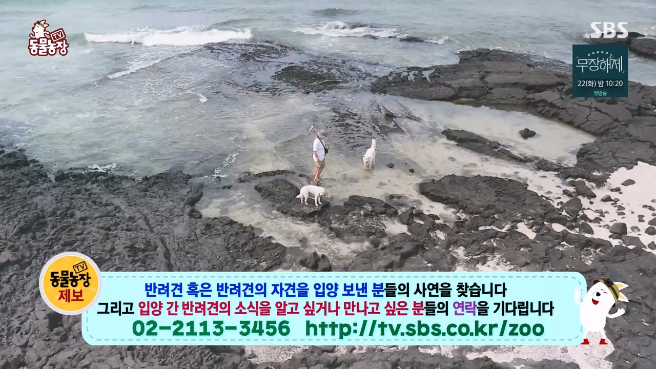 TV 동물농장.E1134.230821p-NEXT.mp4_20230820_193342.689.jpg
