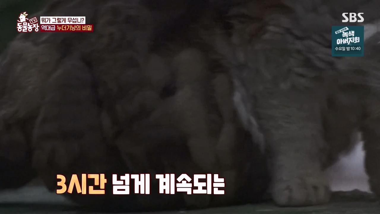 TV 동물농장.E1143.231030p-NEXT.mp4_20231029_164142.405.jpg