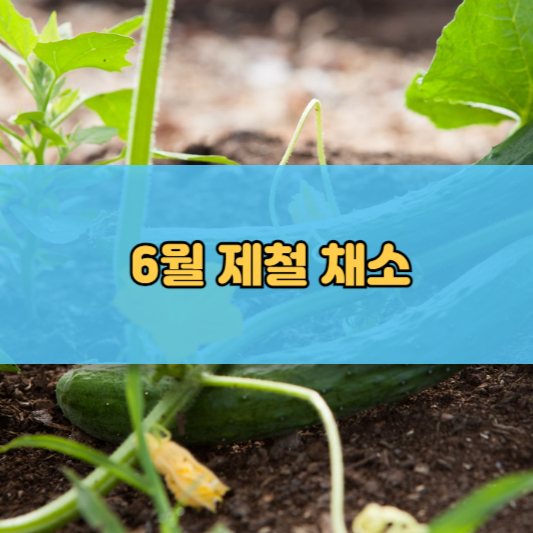 6월 제철음식의 풍미 생선회, 횟감, 채소, 과일, 해산물 특별 메뉴