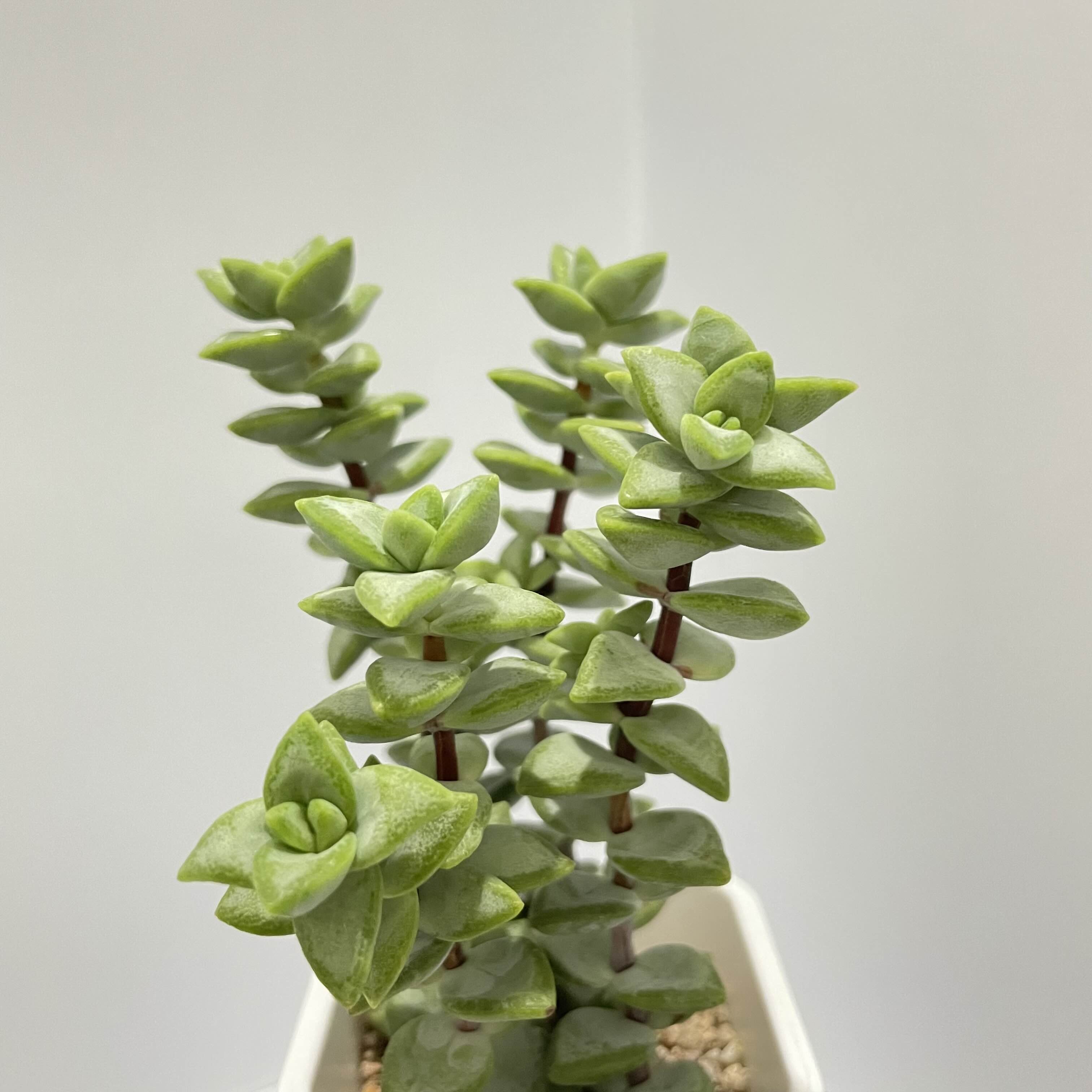  다육 언성 Crassula rupestris L.f.