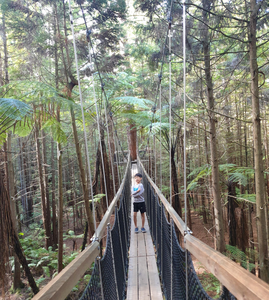 Redwoods Treewalk