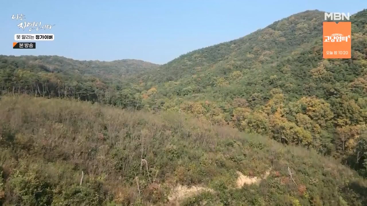 나는 자연인이다.E580.231116p-NEXT.mp4_20231116_202505.947.jpg